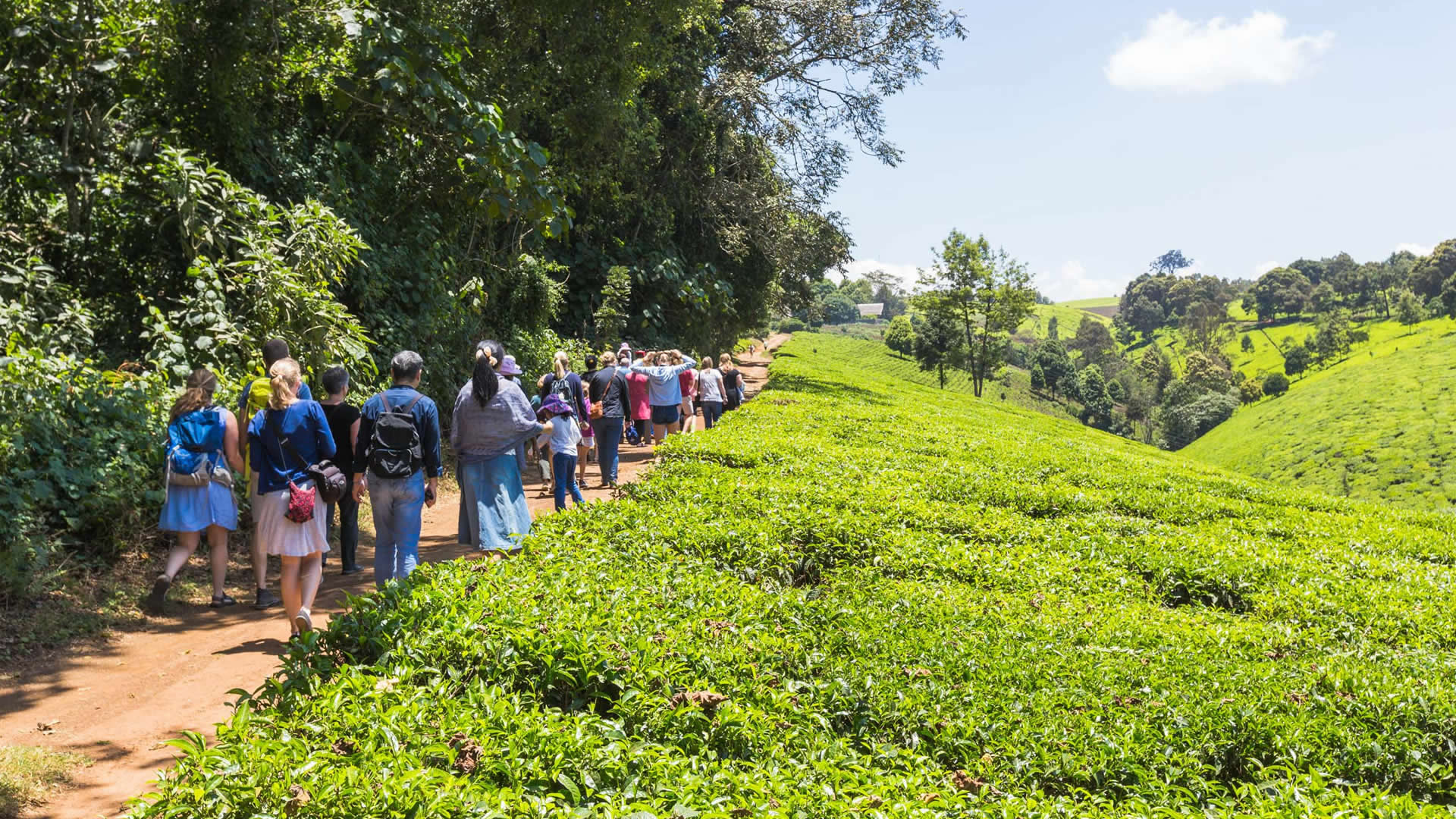 Visit Kiambethu Tea Farm