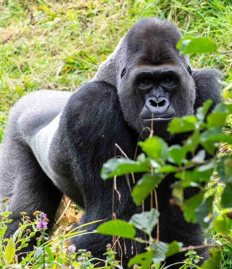 great apes expeditions